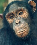 Chimps at River Gambia accommodation