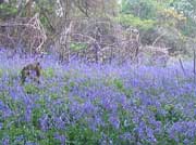 Bluebell wood, Dorset self catering cottage
