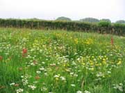 Meadow, Dorset self catering cottage