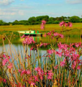 Scenery, houseboats in rural devon