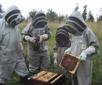 meet the bees, peak district cottages