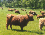 Wildlife near Cairngorms bed & breakfast accommodation