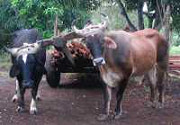 Farming at Nicaragua farmstay accommodation