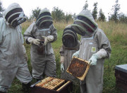 Meet the bees at Peak District accommodation