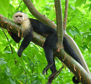 monkey