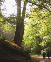 Local woodland, accommodation in Staffordshire