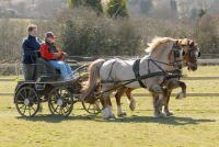 Carriage driving, B&B Isle of Wight