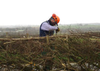 Hedge laying, Isle of Wight B&B
