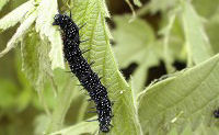 Caterpillar, B&B in North Cornwall 