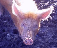 Pig, hostel in Omagh