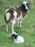 Sheep, organic B&B in Lake District