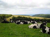 Cows, North Cornwall bed and breakfast