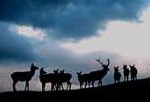 Reindeer, B&B in Cairngorms national park