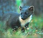 Pine Marten, bed and breakfast in Cairngorms