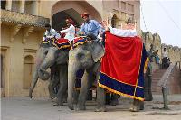 Elephants, hotel in Jaipur, India