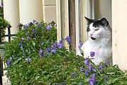 Window box, guest house in Brighton