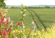 Farmland, farmhouse B&B in East Lothian
