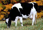 Cow, B&B on a farm in Devon