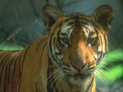 Tiger, luxury eco lodge in India