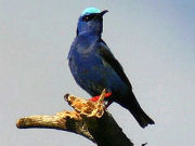 Red legged honey creeper, eco lodge in Belize