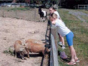 Pigs, camping and caravan park