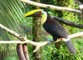 Toucan, Costa Rica jungle lodge