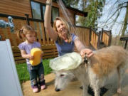 Dog shower, New Forest campsite & caravan park