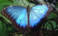 Butterfly, eco lodge accommodation near Belize city