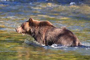 Grizzly bear, Bear watching holiday, British Columbia