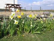 Garden, self catering on the Isle of Islay