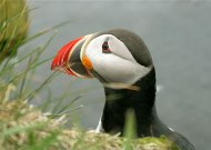 Puffin, hotel on a glacier in Iceland