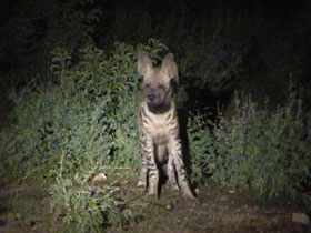 India wildlife camp, Jalore Wildlife Sanctuary