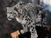 Snow leopard, Homestays in the Himalayas