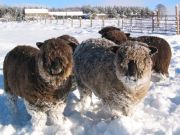 Ryeland sheep, Farmstay in Northumberland