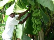 Bananas, luxury resort in Dominica