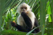 Monkey, Osa Peninsula eco lodge, Costa Rica