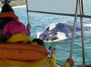 Praia do Rosa beach resort, whale watching