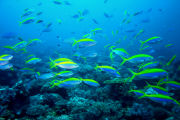 Scuba diving, beach lodge in Mozambique