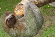 Sloth, ecolodge in Costa Rica