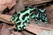 Frog, ecolodge in Costa Rica
