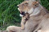Lions near Kruger National Park game lodge