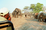 Elephants near Kruger National Park game lodge