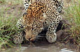 Leopard near Kruger National Park game lodge
