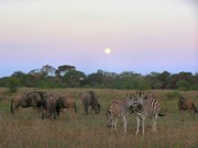 Safari, Safari lodge in KwaZulu Natal, South Africa