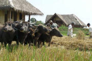 Local life, Hotel in Sigiriya, Sri Lanka