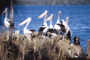 Pelicans, Lake shore resort in Australia