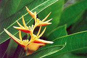 Heliconia in the garden, Rainforest accommodation in Dominica