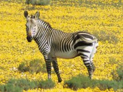 Zebra, Safari lodge in Cederberg Mountains, South Africa
