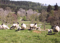 Sheep, self-catering accommodation in Scottish Highlands