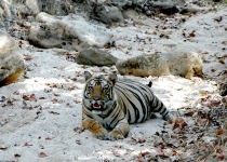 Tiger, Jungle lodge, India